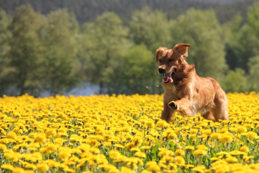 Alltid på språng - varför gå när man kan springa?