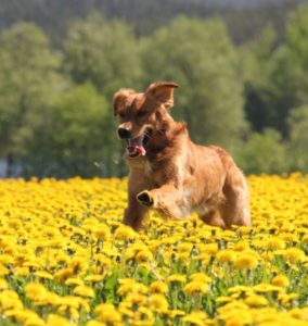 Alltid på språng - varför gå när man kan springa?