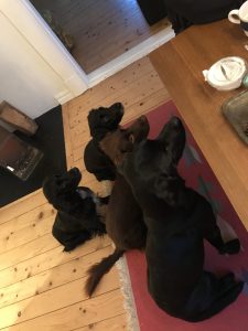 Fyra förväntansfulla typer (eventuellt är de just här mer sugna på Lenas macka än på den stundande jakten ;) )