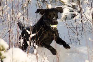 Keen i snön