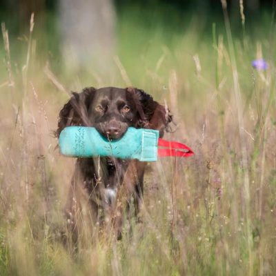 Grundkurs för spaniel