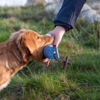 Sommarkurs spaniel/retriever grund