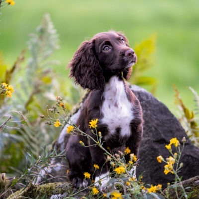 Spanielgrunder