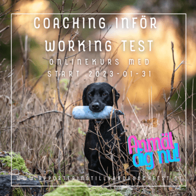 Coaching inför start på working test (retriever)