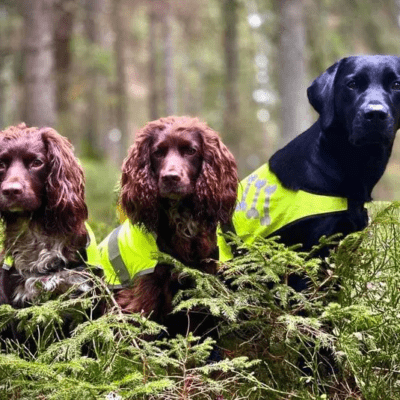 Träna flera hundar samtidigt