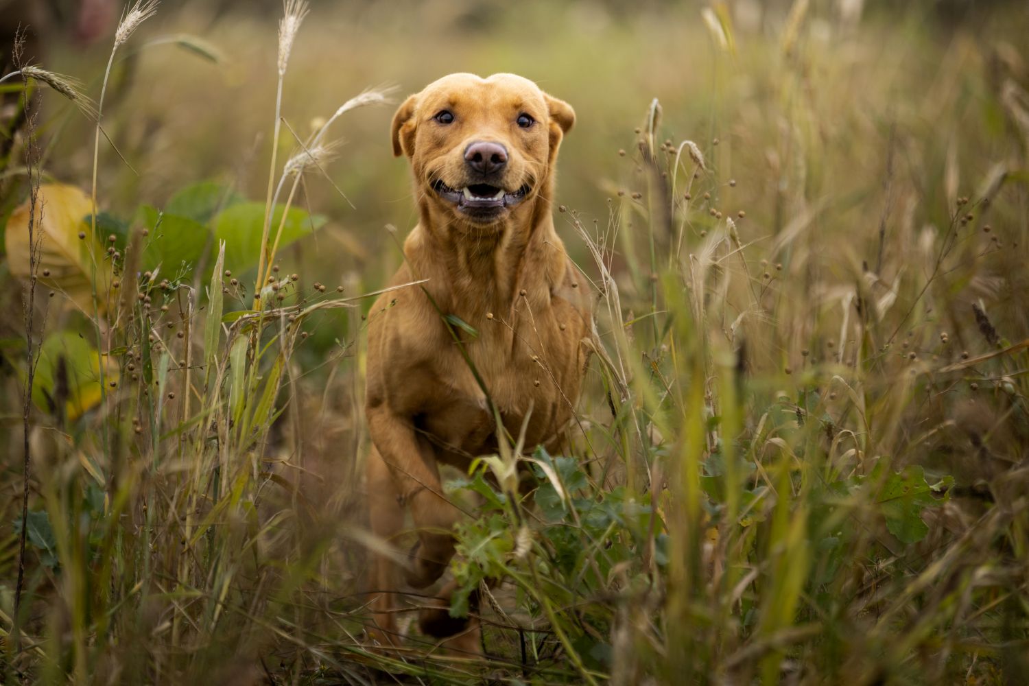 Gul labrador som springer mot kameran genom högt gräs
