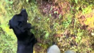 Svart hund tränar serpentinfotgående genom varierad terräng.